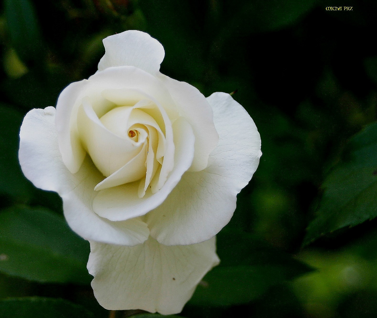 weiße Rose zum Fest der Liebe