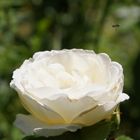 weiße Rose zum Monatsbeginn