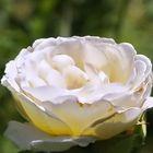 weiße Rose zum Monatsbeginn