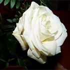 weiße Rose zum Sonntag 