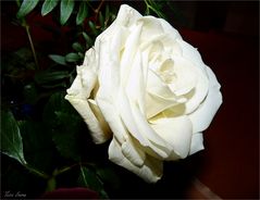 weiße Rose zum Sonntag 