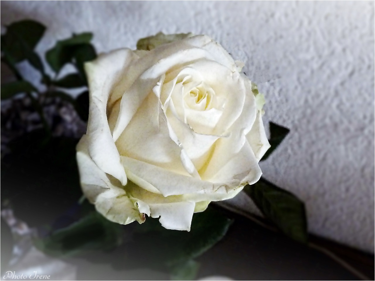 weiße Rosen 