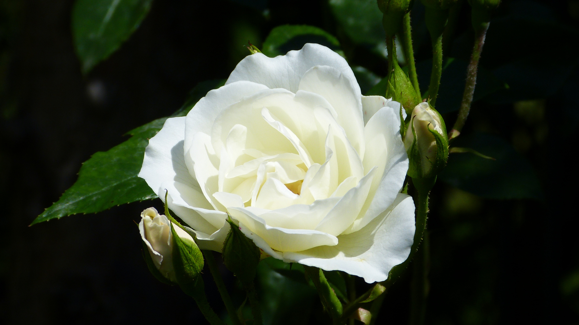 Weiße Rosen Foto & Bild pflanzen, pilze & flechten, blüten