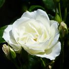 Weiße  Rosen 