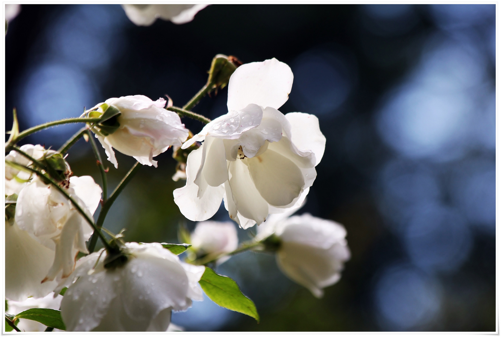 weiße Rosen