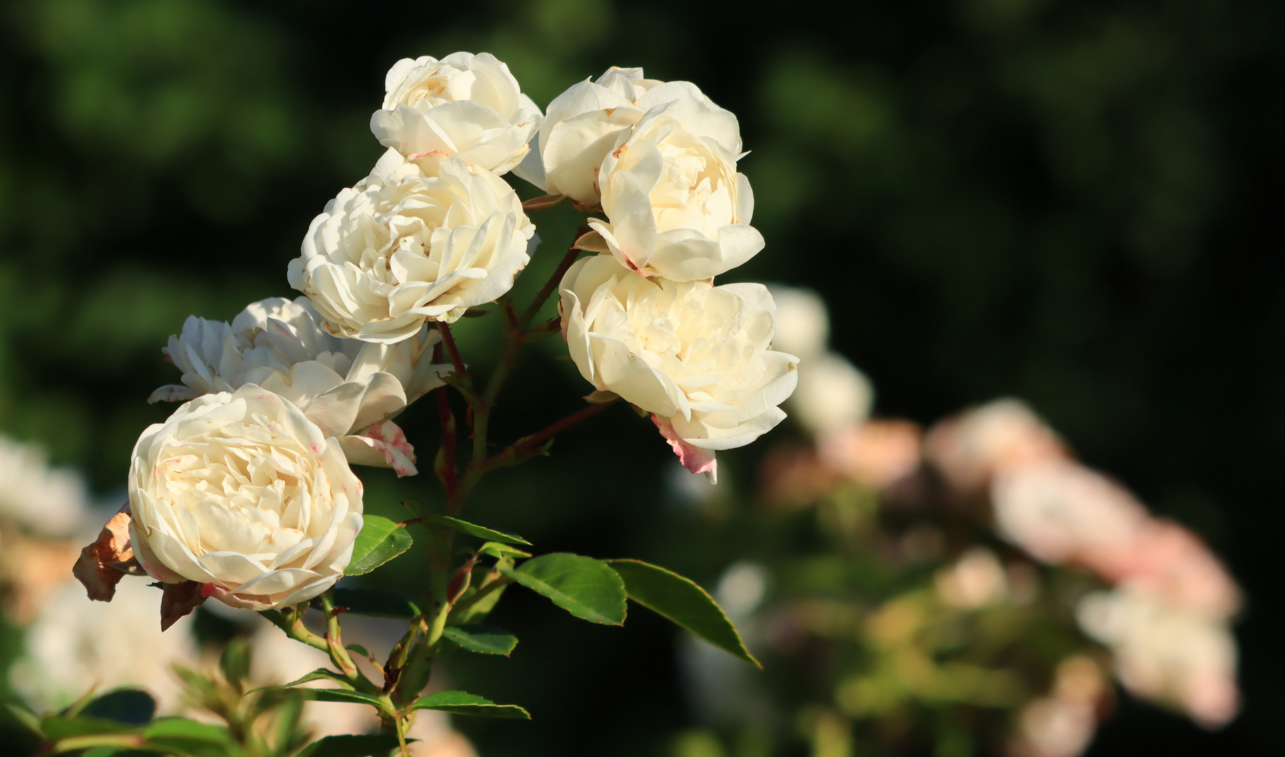 Weiße Rosen