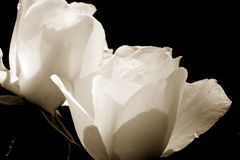 ~ weiße Rosen ~