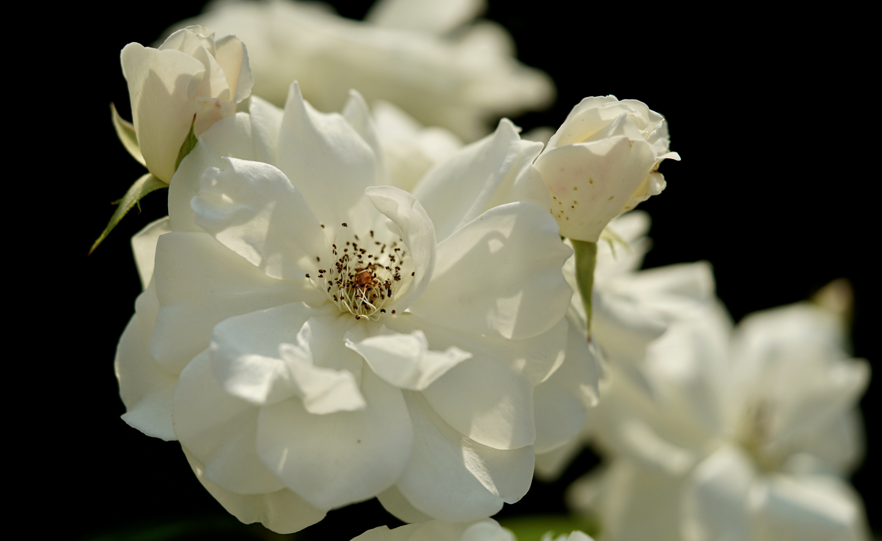 Weiße Rosen 