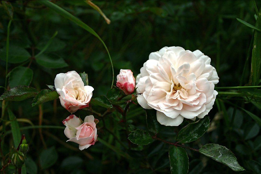 weiße Rosen