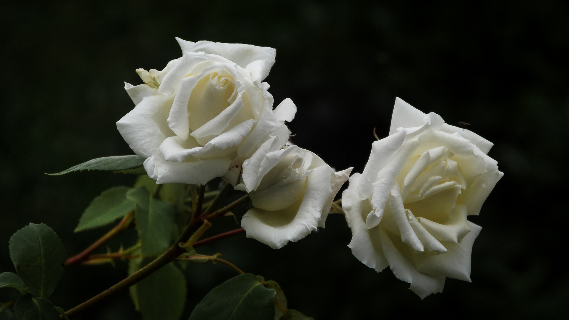 Weiße Rosen