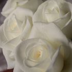 " weiße Rosen "