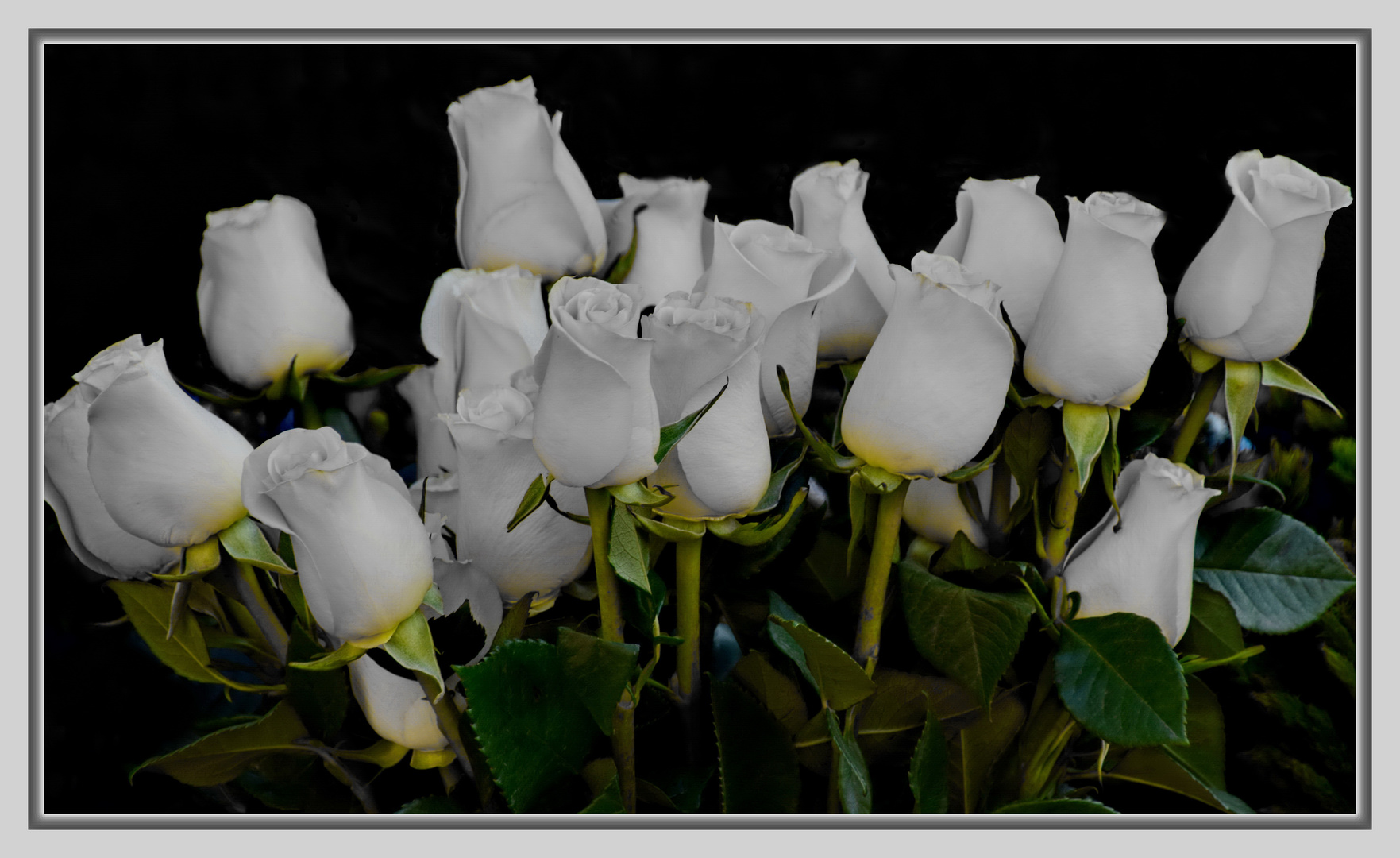 Weiße Rosen aus A....