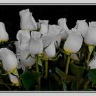 Weiße Rosen aus A....