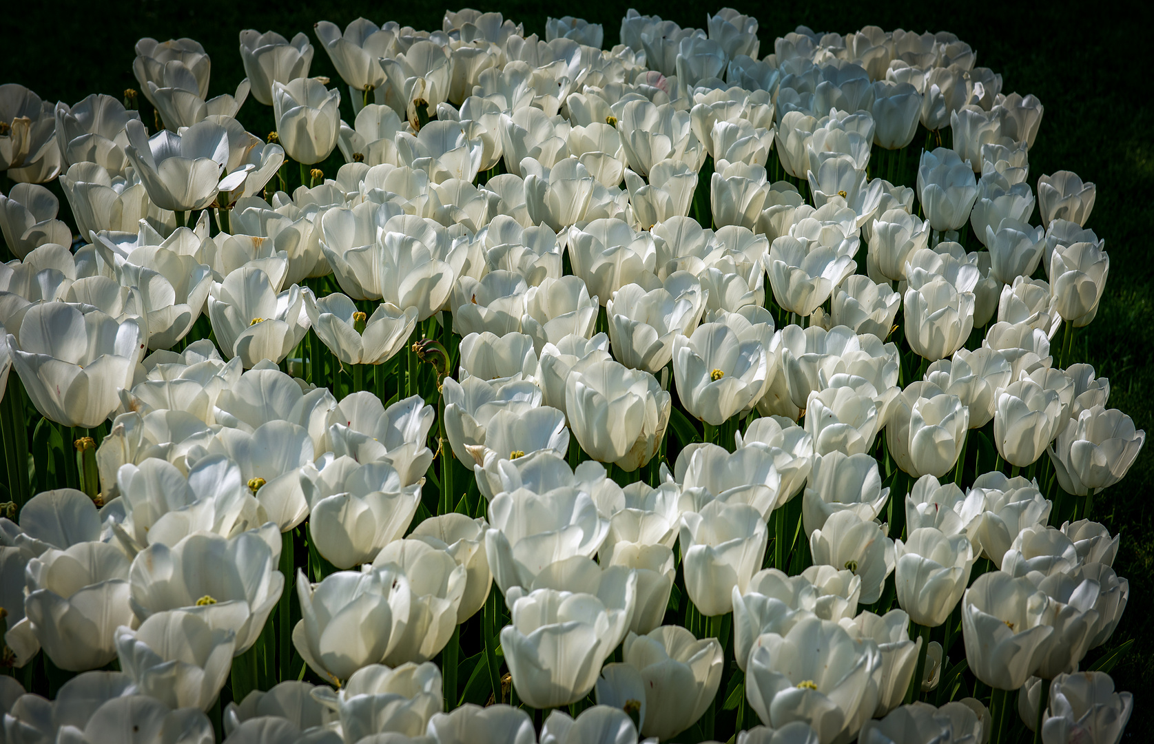 weiße rosen aus athen...