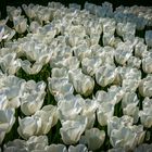 weiße rosen aus athen...
