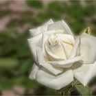 Weiße Rosen aus Athen .....