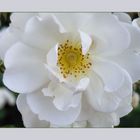 Weiße Rosen aus Athen ...