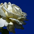 Weiße Rosen aus Athen, veräppelt ... aus Oberhausen!!!