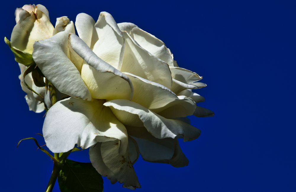 Weiße Rosen aus Athen, veräppelt ... aus Oberhausen!!!