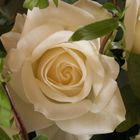 Weiße Rosen aus ...