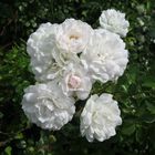 Weiße Rosen aus ..........