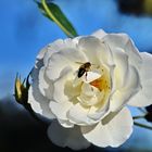 Weiße Rosen aus.....