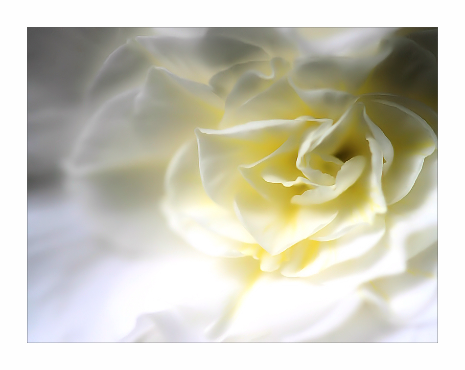...weiße rosen aus........