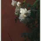 weiße Rosen aus Dresden