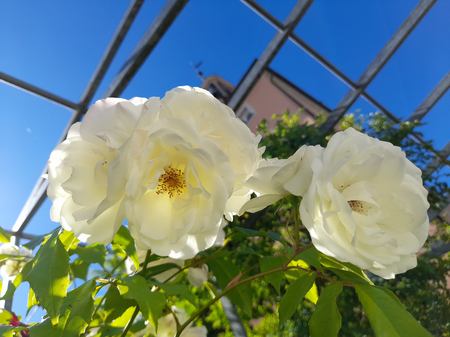 weiße Rosen aus...