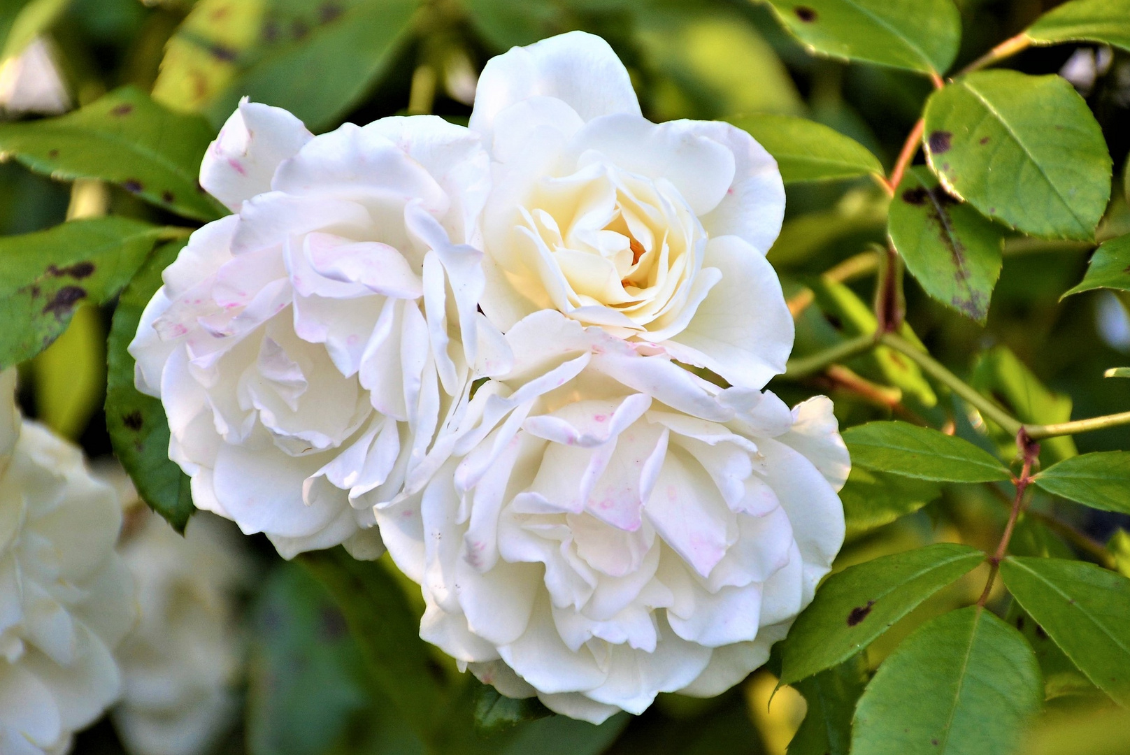 "WEISSE ROSEN AUS HAMBURG "