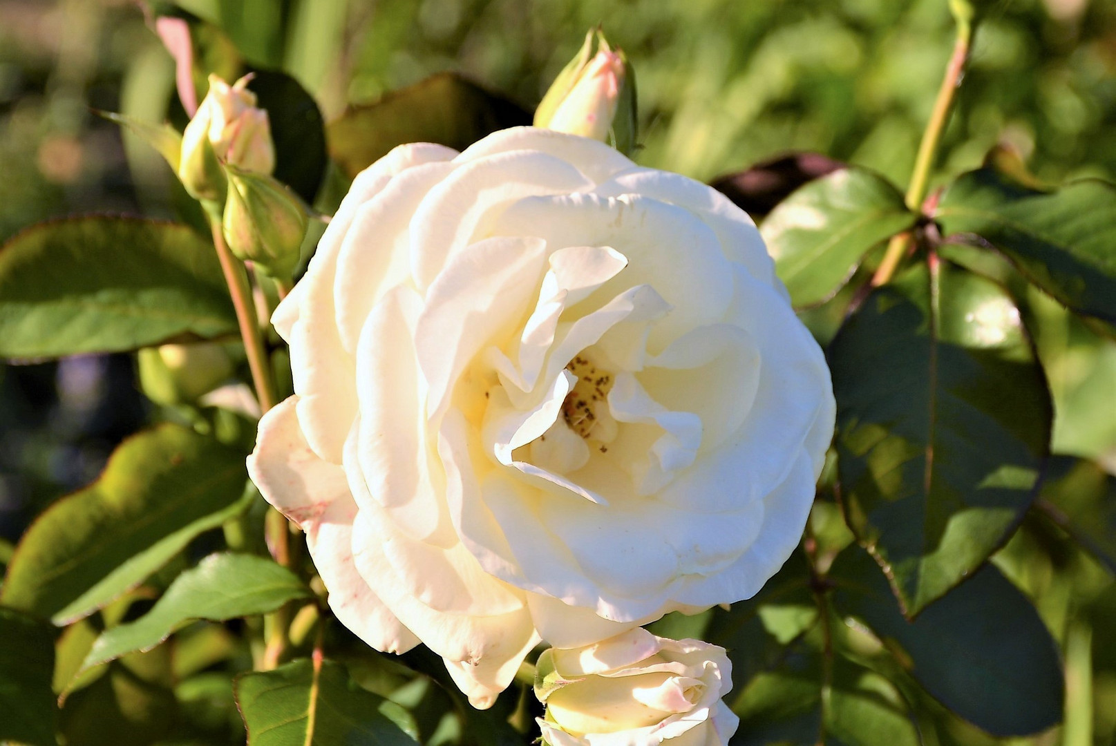 WEISSE ROSEN aus HAMBURG  