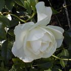Weisse Rosen aus NRW