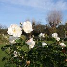 weiße rosen aus wimbledon