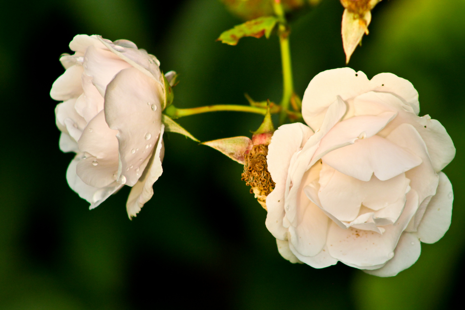 Weisse Rosen