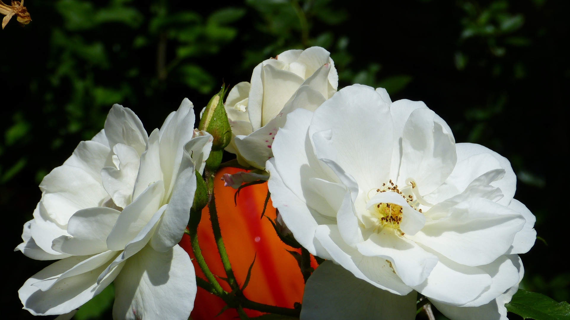 Weiße Rosen 