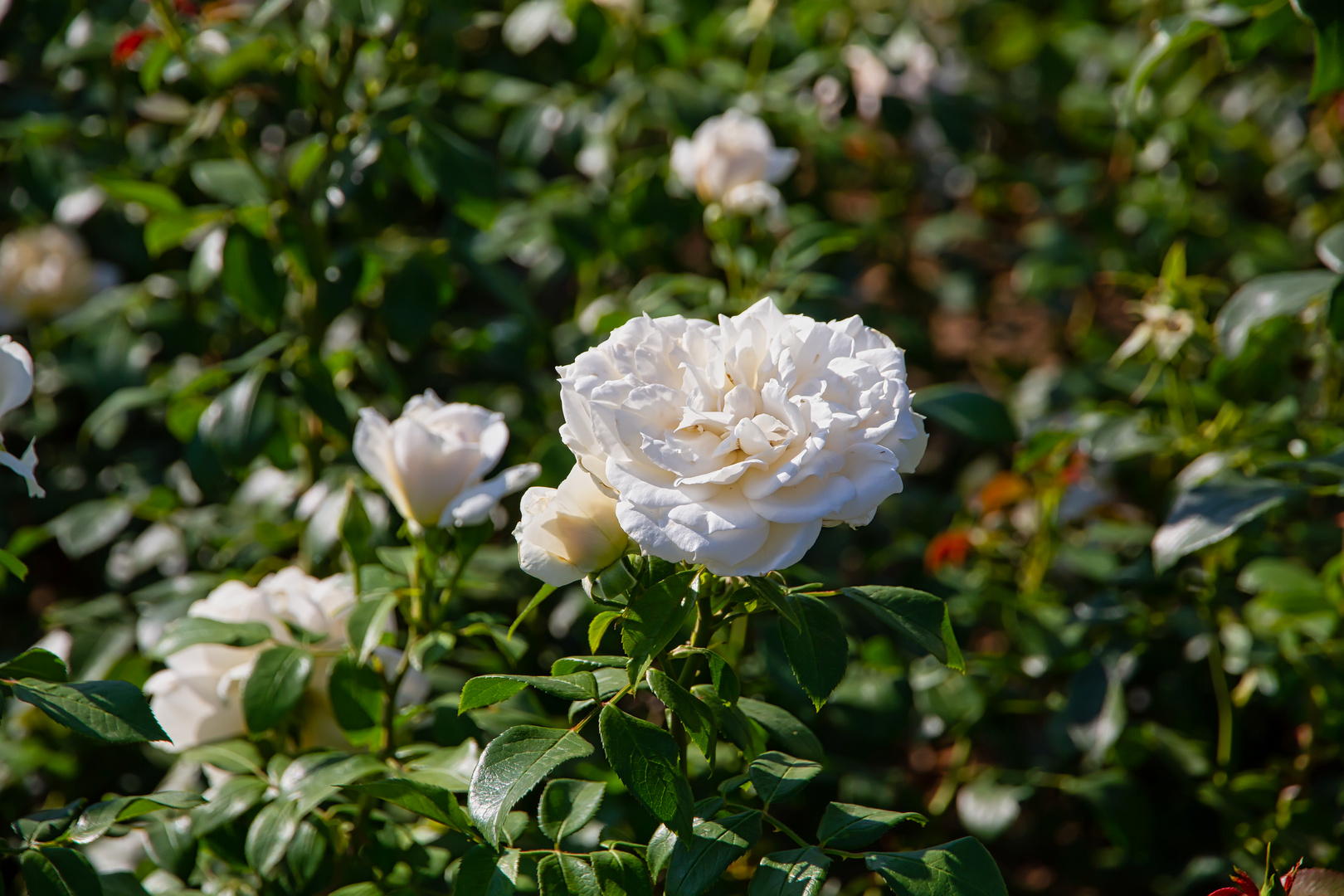 Weiße Rosen