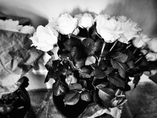 ....weiße Rosen ......