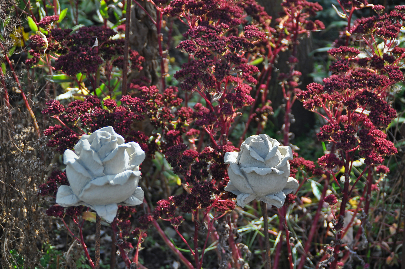 Weiße Rosen