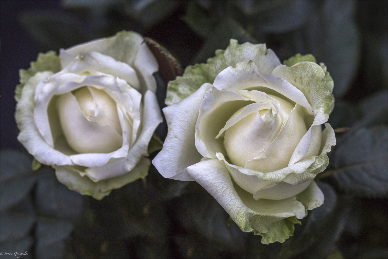 Weisse Rosen Foto &amp; Bild pflanzen, pilze &amp; flechten, blüten