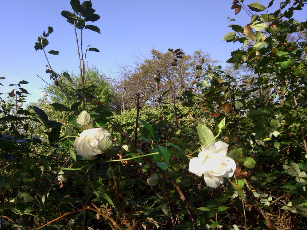 Weiße Rosen