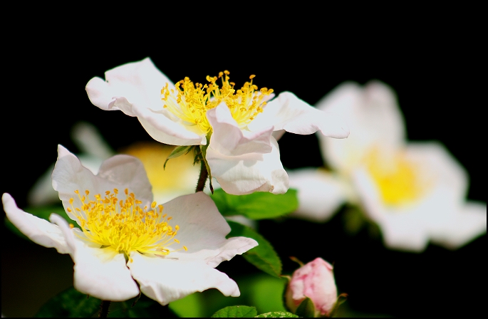 Weiße Rosen