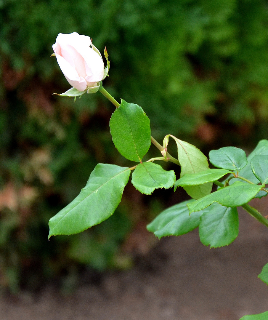 Weisse Rosen im Herbst - 5