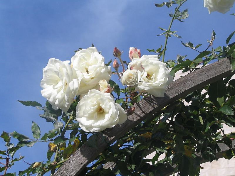 Weiße Rosen in ...