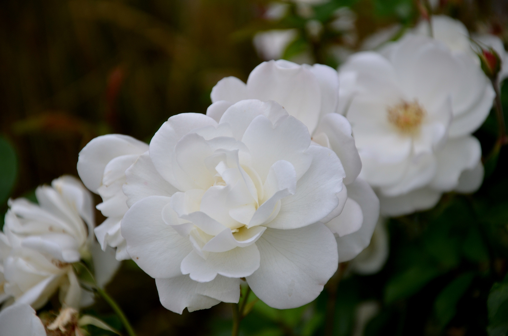 Weisse Rosen in Altenmarkt