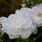 Weisse Rosen in Altenmarkt