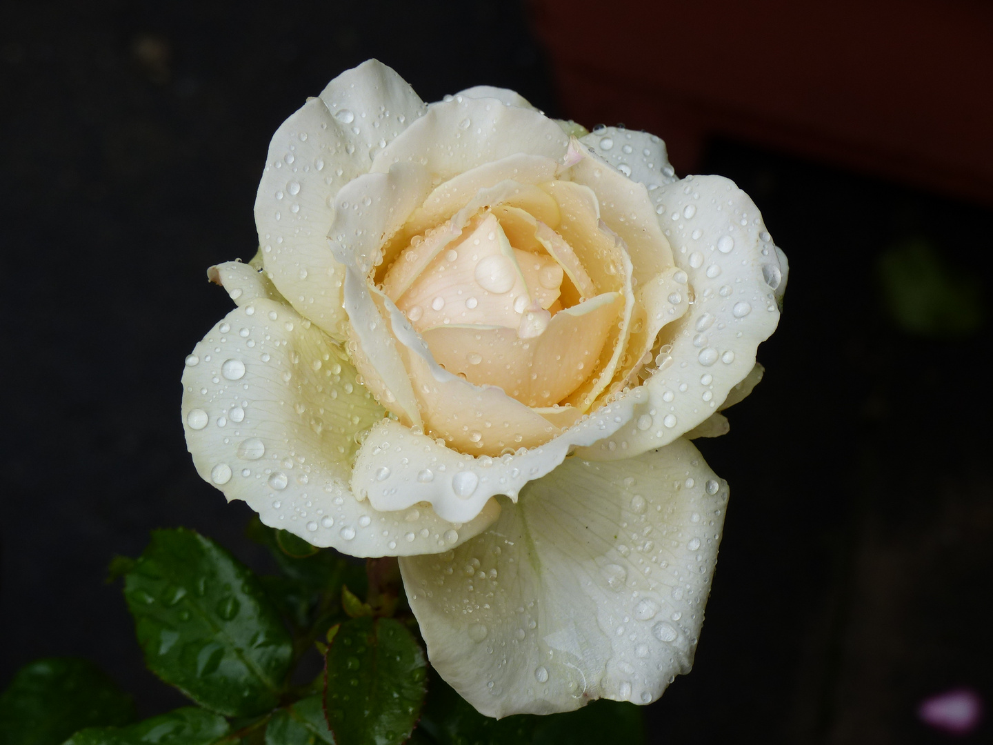 Weiße Rosen mit Regentropfen