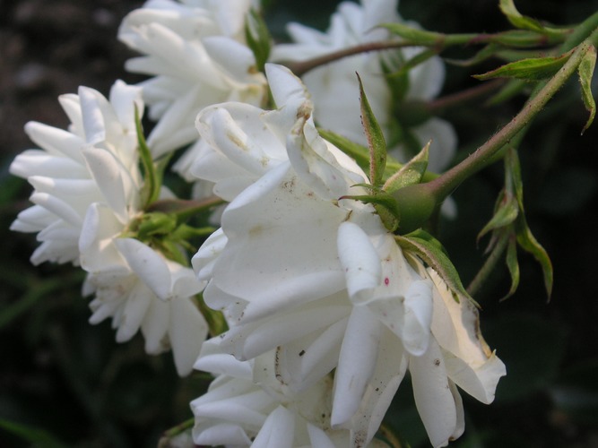 Weiße Rosen mit Spuren