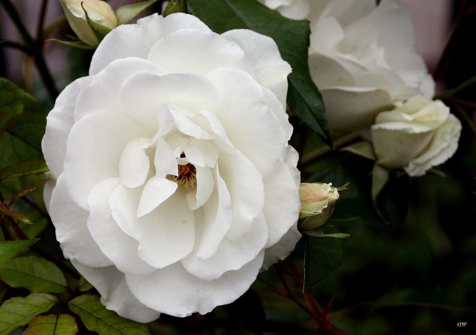 weiße Rosen sehen doch edel aus - oder ?