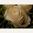 Weiße Rosen und grüne Hortensien...