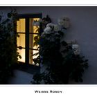 Weiße Rosen vorm Fenster